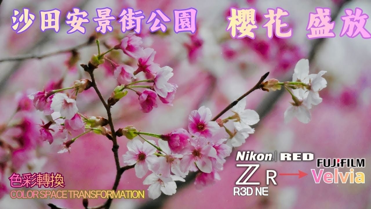 【雨中櫻花物語】沙田安景街初春櫻花・Nikon Z 配富士Velvia 色彩之雨下賞花散步