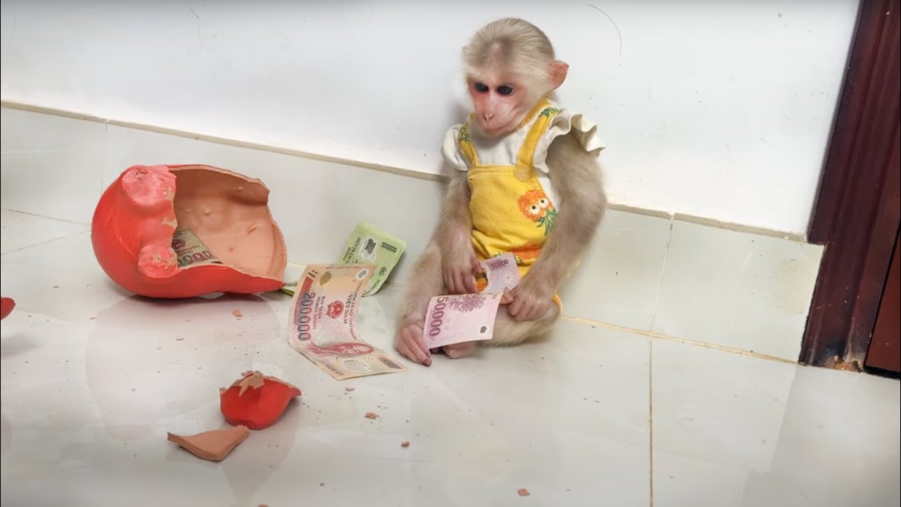 Try not to laugh! Monkey Luk angry at dad because...