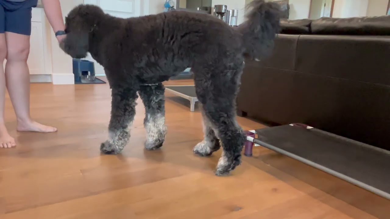 working two dogs