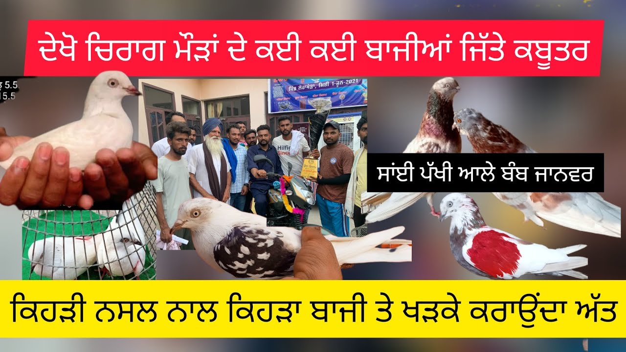 ਚਿਰਾਗ ਮੌੜ ਦੇ ਵੱਡੇ ਕਬੂਤਰ ਦੇਖੋ ਕਿਵੇਂ ਲਾਏ ਜੋੜੇ #interview #kabootar #blog #sangrur #video #pigeonlover