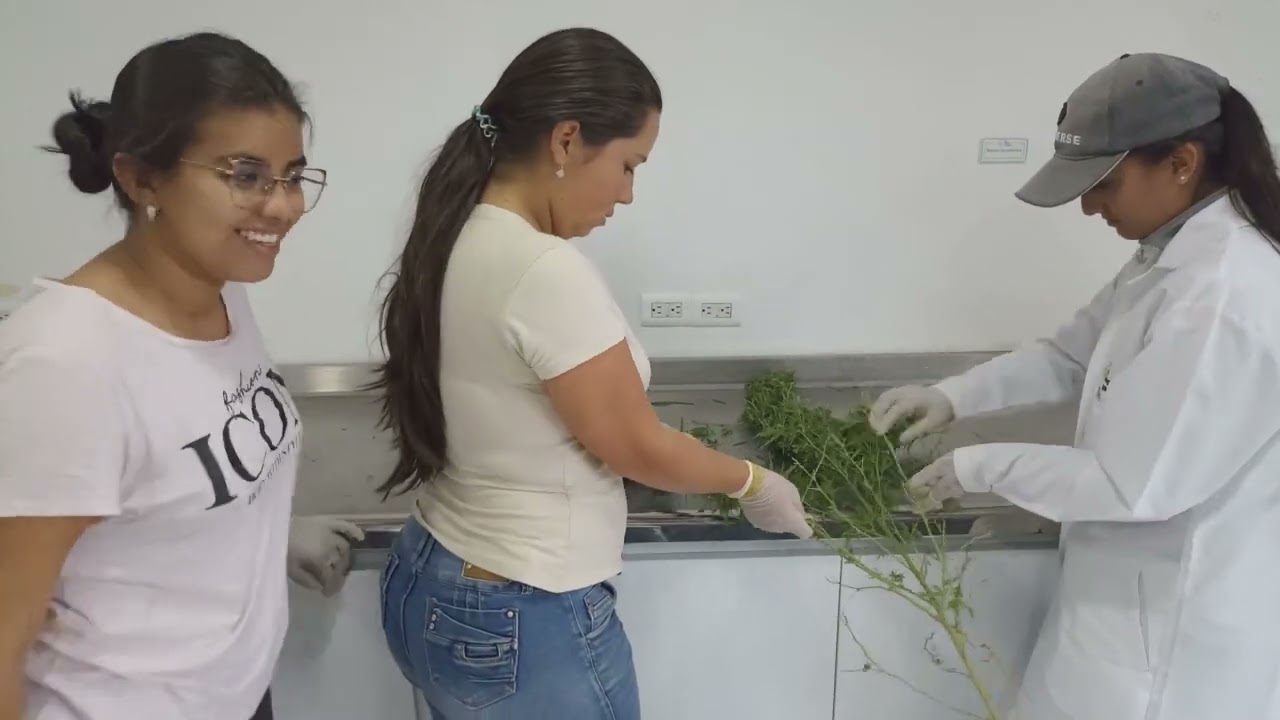 Proceso PostCosecha de Cannabis medicinal 🌿 Grupo #10
