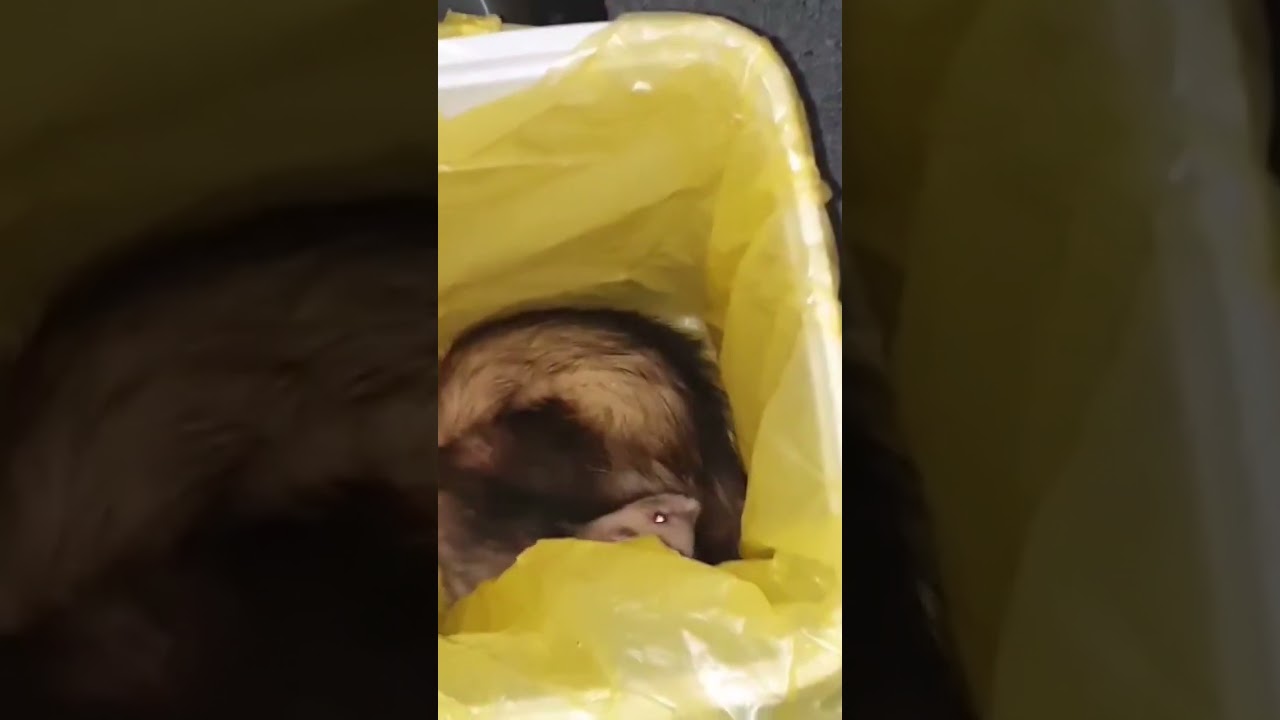 DO THE FERT DANCE #short #shorts #ferret #dance #fert #bin