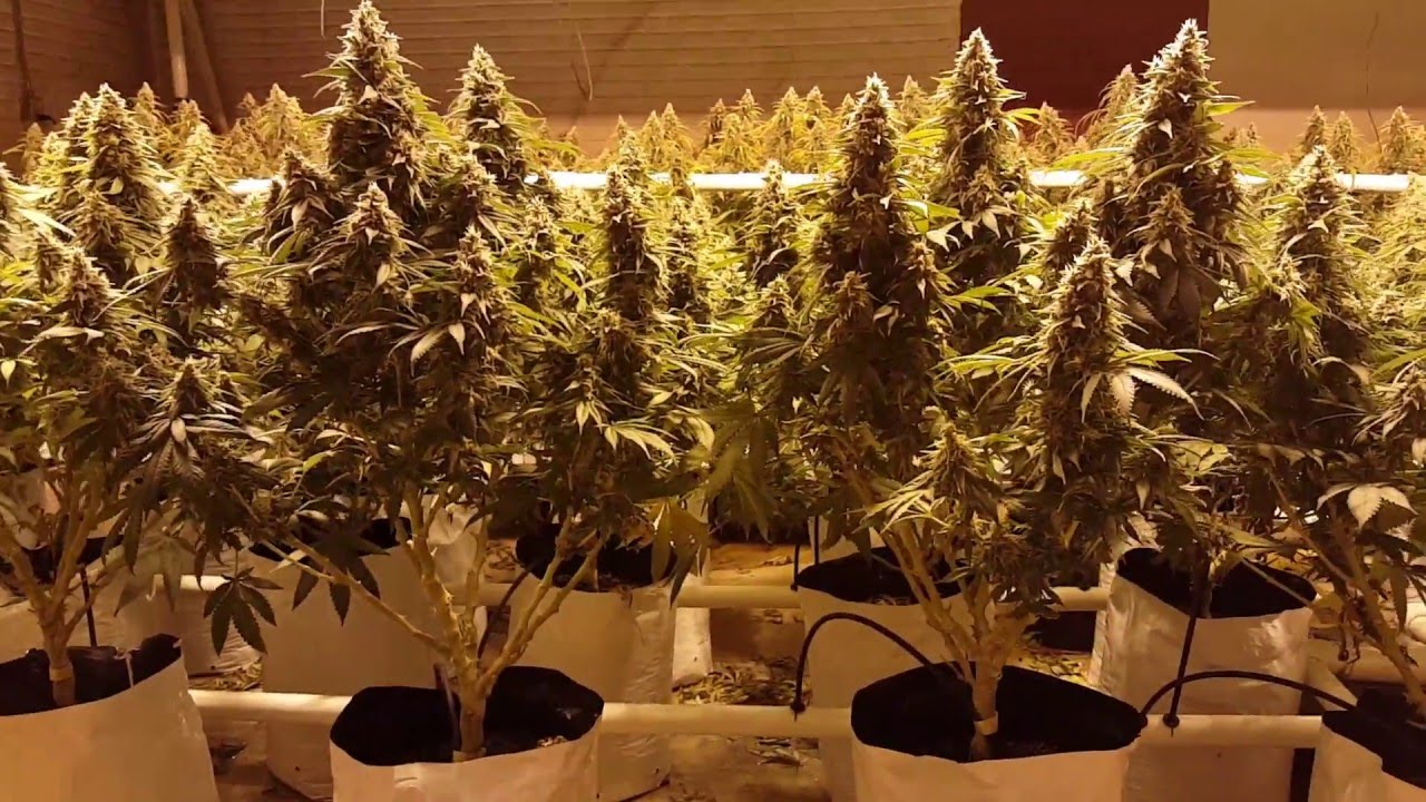 8000w Skywalker & Vanilla Kush Grow Day 52 flower