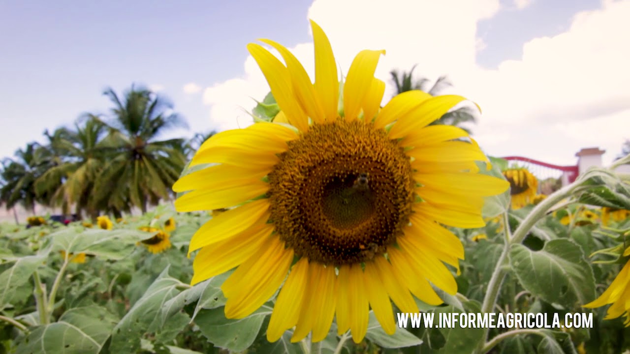 Finca de Girasol Forrajero - Hacienda Resolución en Lajas Puerto Rico