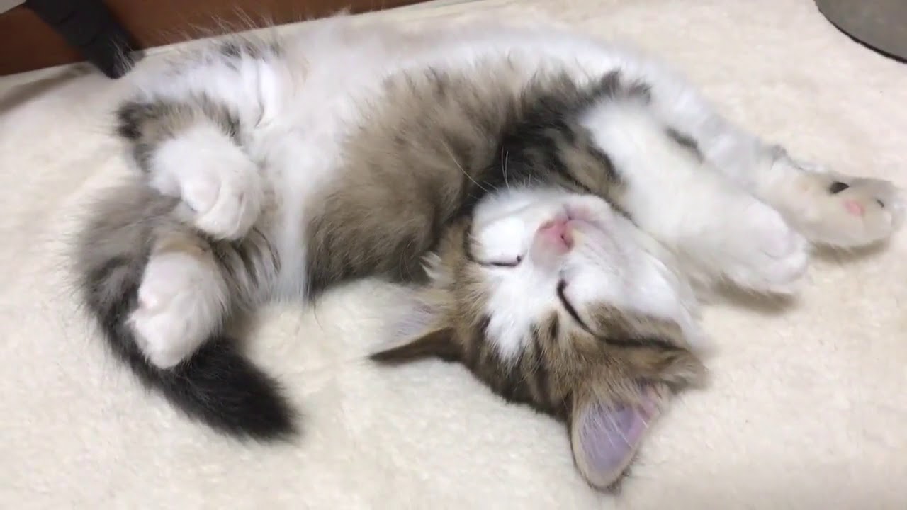 足の短い子猫の寝姿に癒される