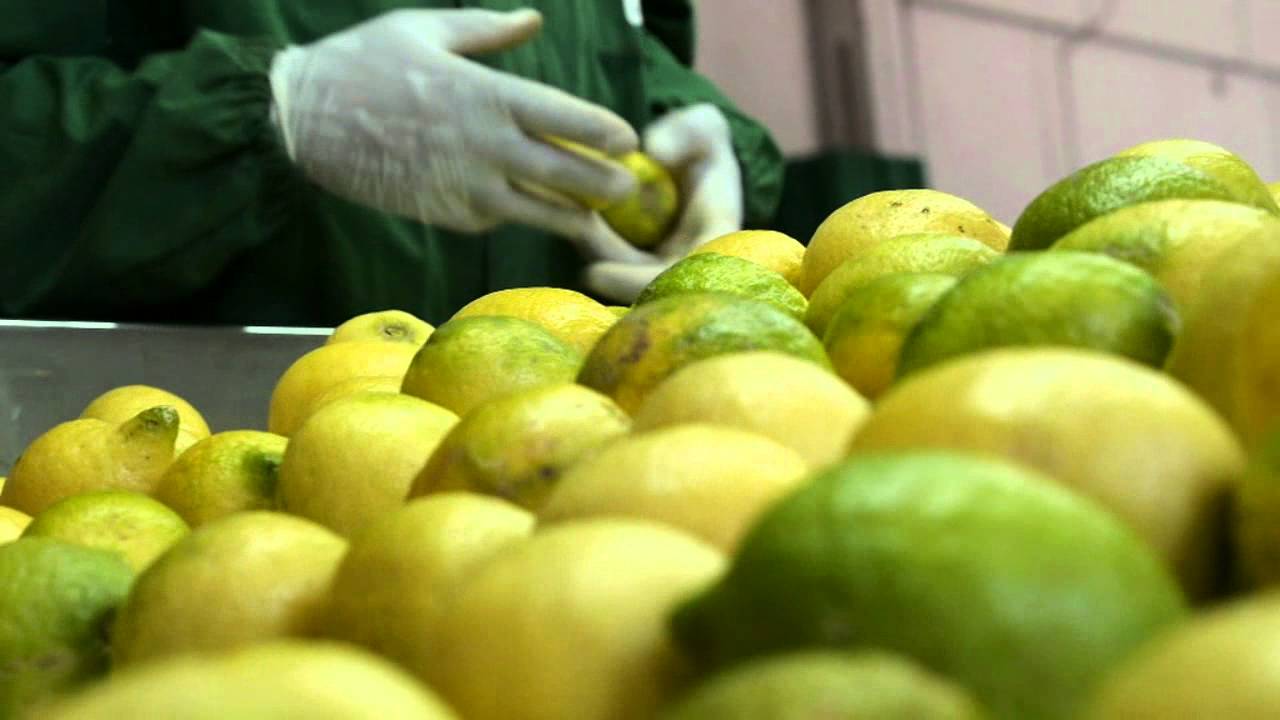 O.P. Agrinova Bio 2000: Limone dell'Etna