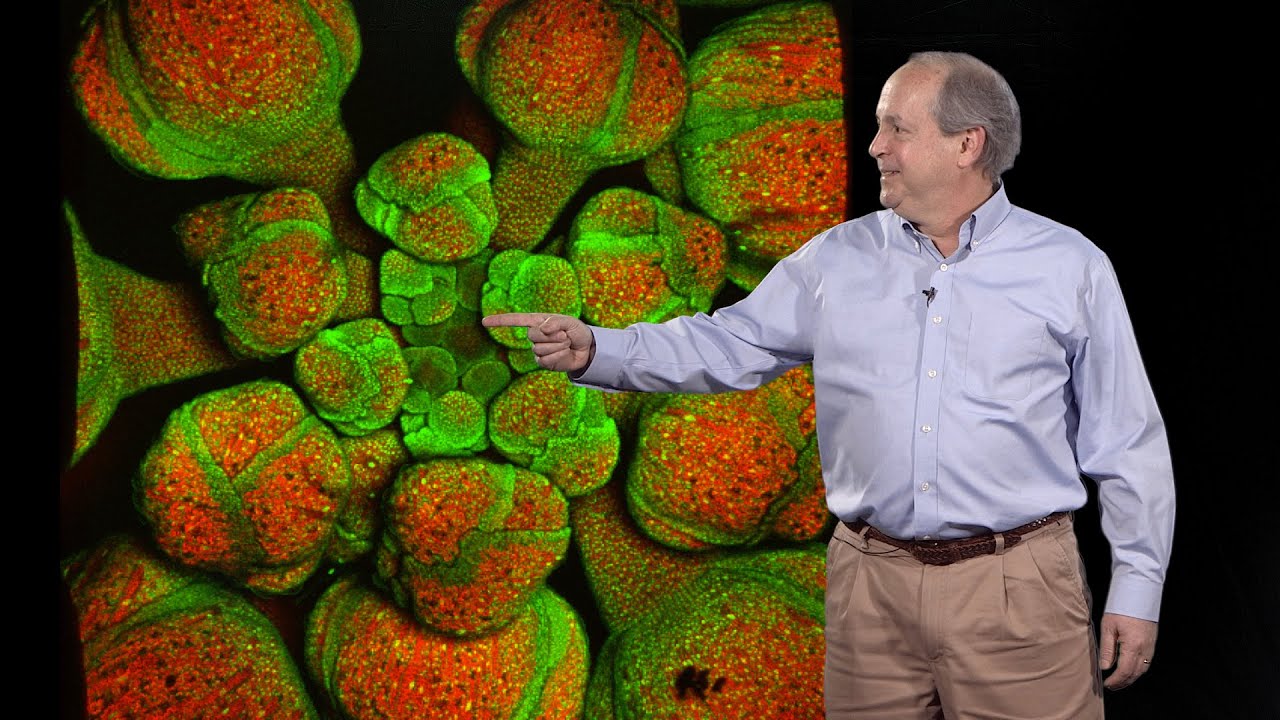 Elliot Meyerowitz (Caltech, HHMI) 2: Plant development: Modeling Arabidopsis phyllotaxis