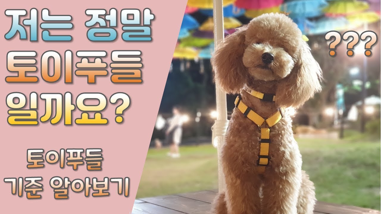 이 강아지는 과연 토이푸들일까? 아니면 미니어처?