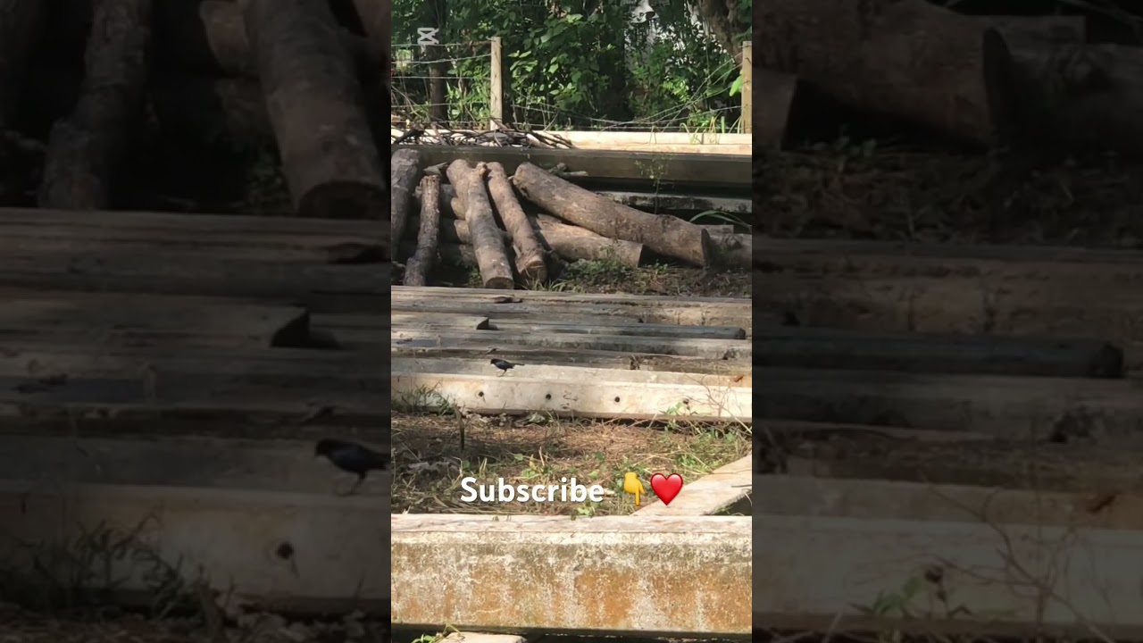 Birds 🖤#nature #shortsviral #srilankanvlogs #shortvideos