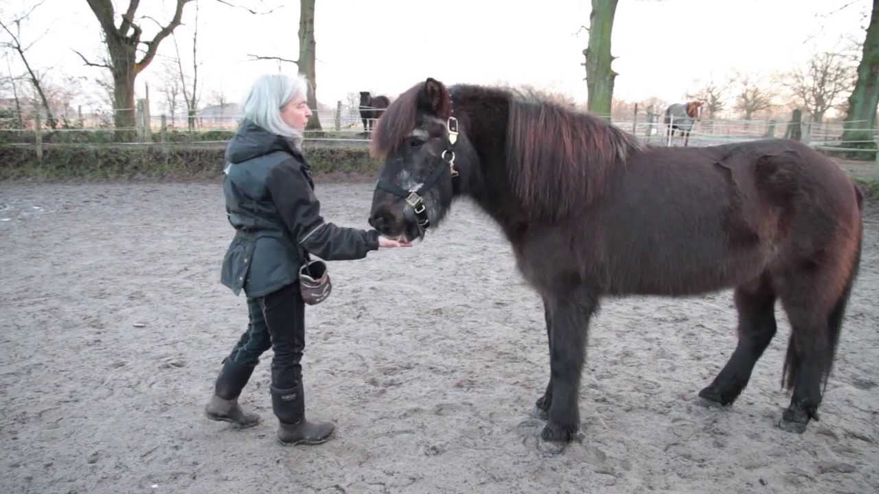 Clickertraining mit Pferden - die Anfänge