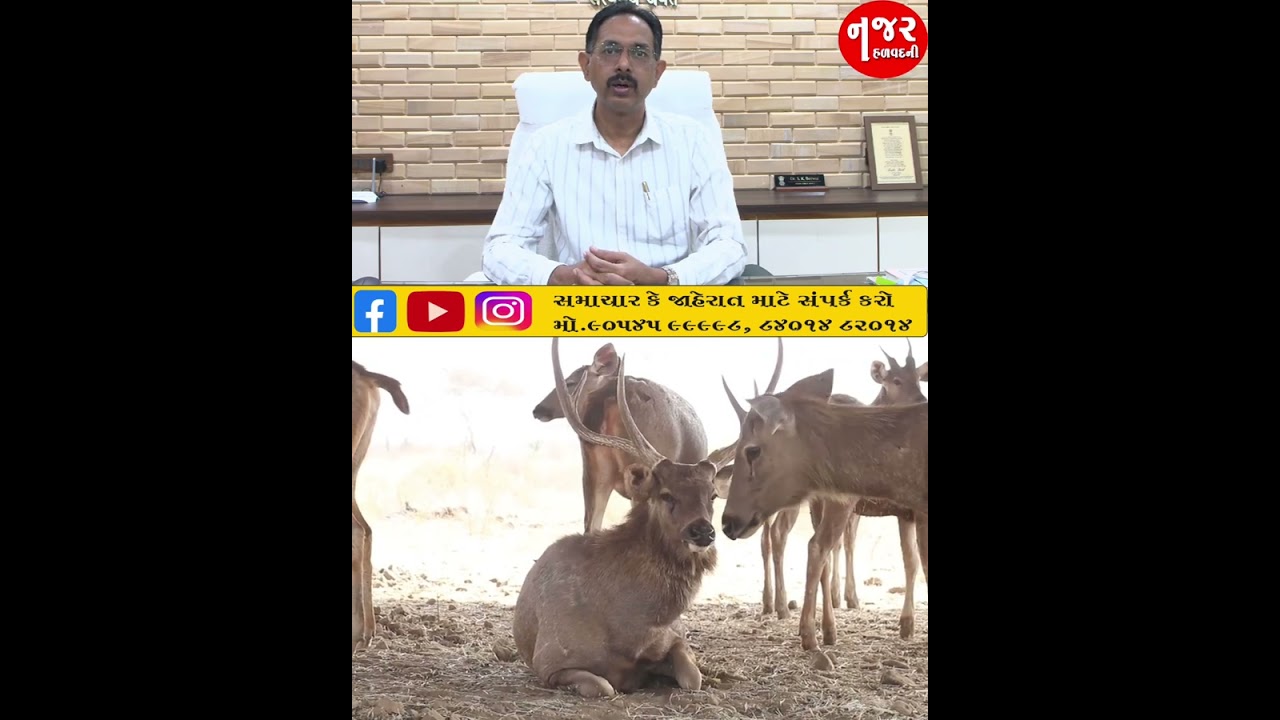 રામપરા વન્યપ્રાણી અભયારણ્ય કુદરત અને વન્યપ્રાણી સંરક્ષણનુ ઉદાહરણ  #BreakingNews #morbi #forestlife 