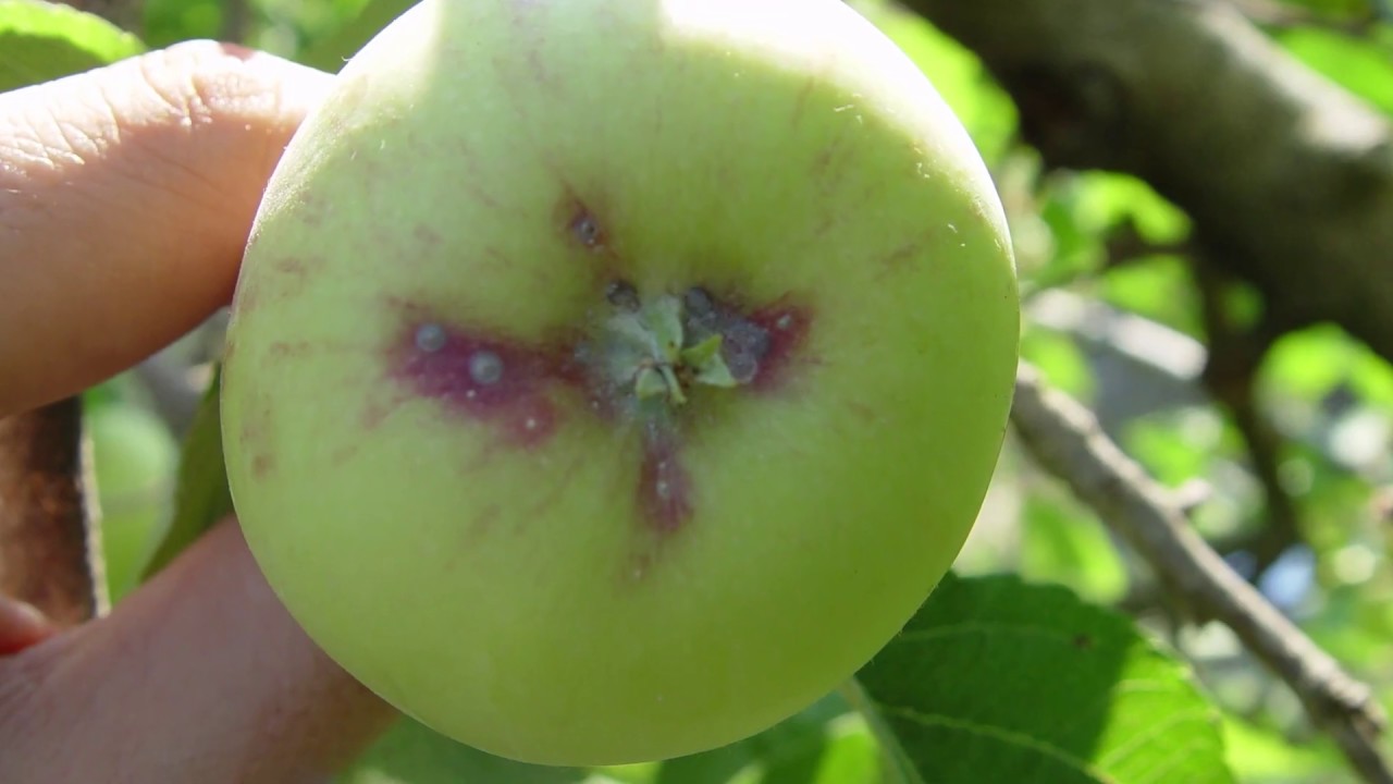 Movento® Gold 🛡️🍑 La solución frente al Piojo de San José en frutales