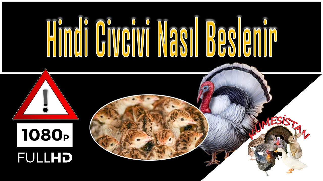 Hindi Civcivleri Nasıl Beslenir - Hindi Yavru Bakımı - Hindi Civcivi Ne Yer - Hindi Yetiştiriciliği
