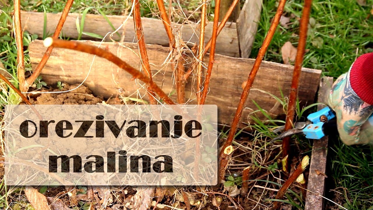 Orezivanje maline sorte Polka, i pokušaj razmnožavanja reznicama