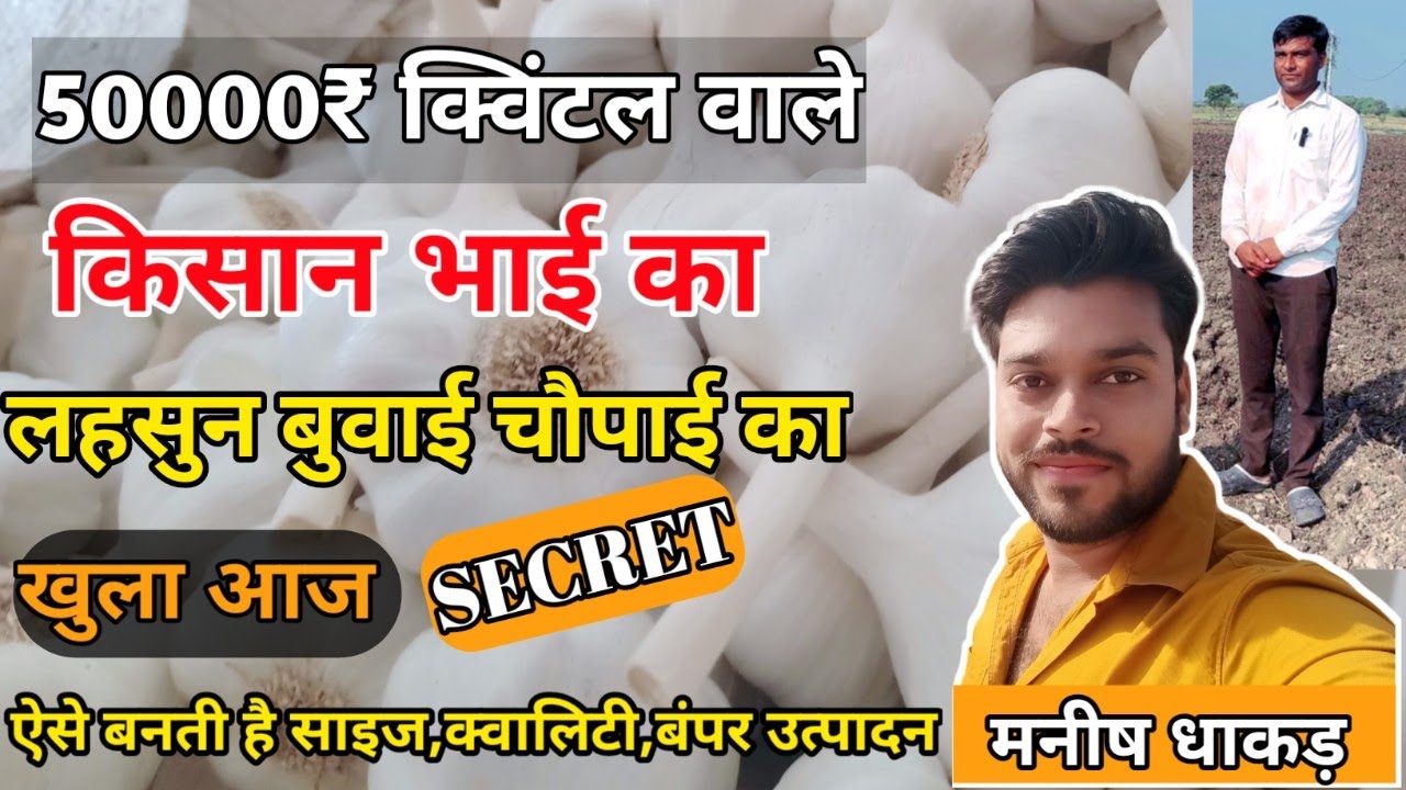 50000₹ क्विंटल लहसुन बेचने वाले किसान भाई कैसे करते है लहसुन की खेती | Lahsun Ki Kheti Kaise Kare