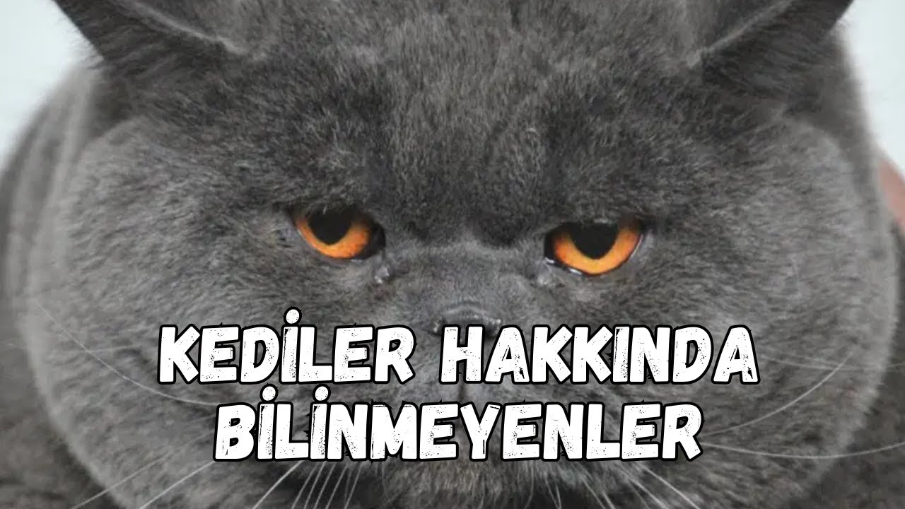 Kediler Hakkında Bilmediğiniz 20 Şaşırtıcı Gerçek!