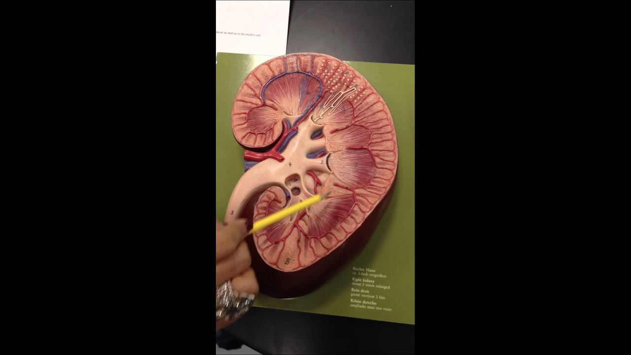Practical of Kidney.MOV