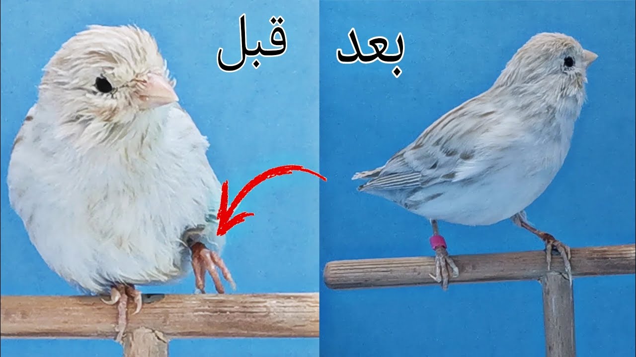 تعلم كيف تعالج إصابة الطائر على مستوى الأرجل