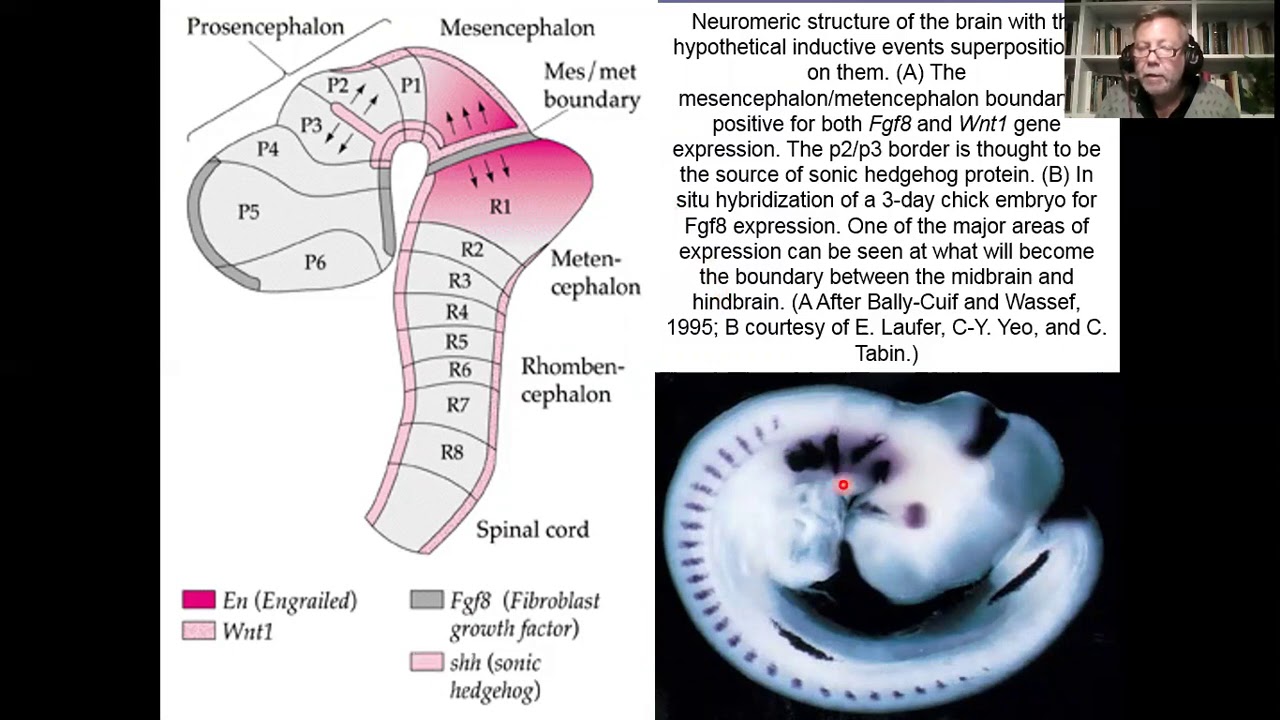 desarrollo de vesiculas encefalicas