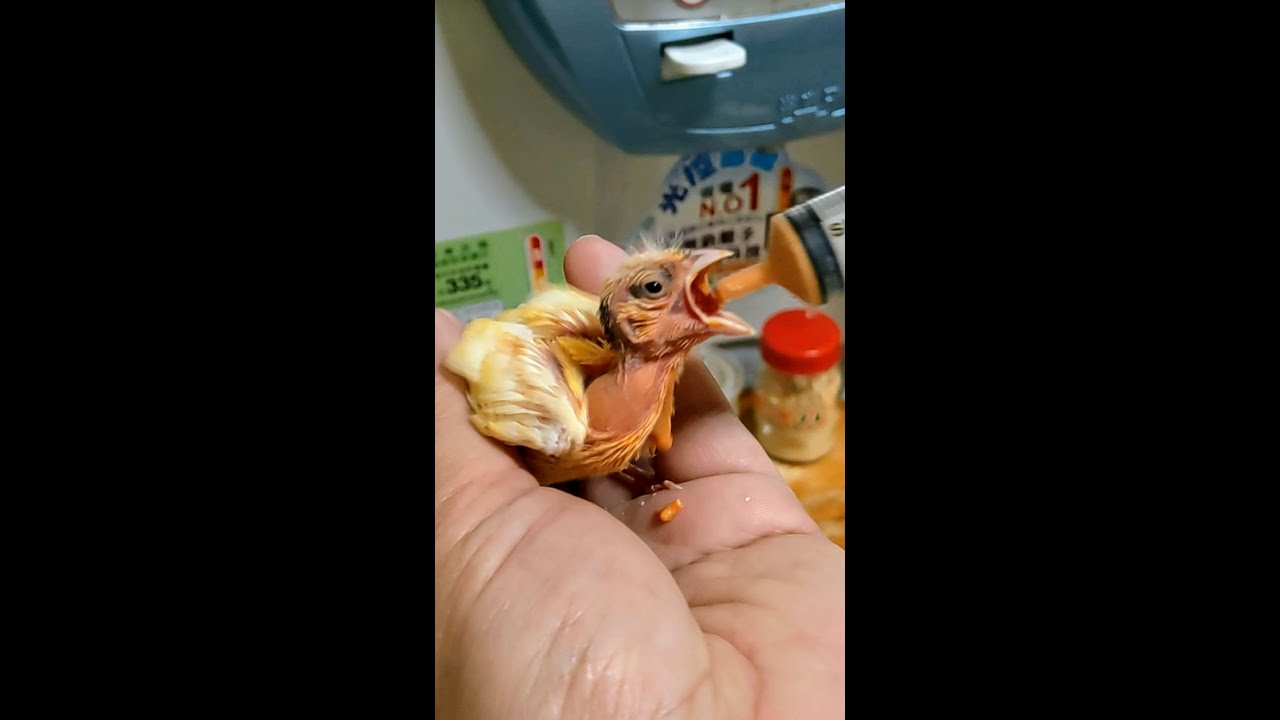 Hand Feeding Canary Baby Day 16