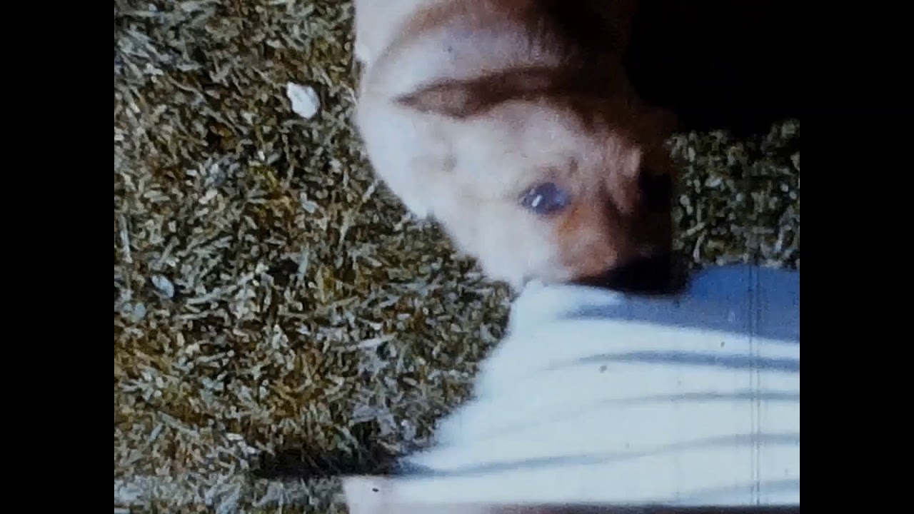 Timmy Dog 1965