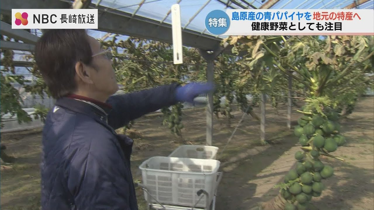 ”青パパイヤ 地元の特産に”　長崎県島原市の農園 販路拡大に挑む！ ”健康野菜”としても注目