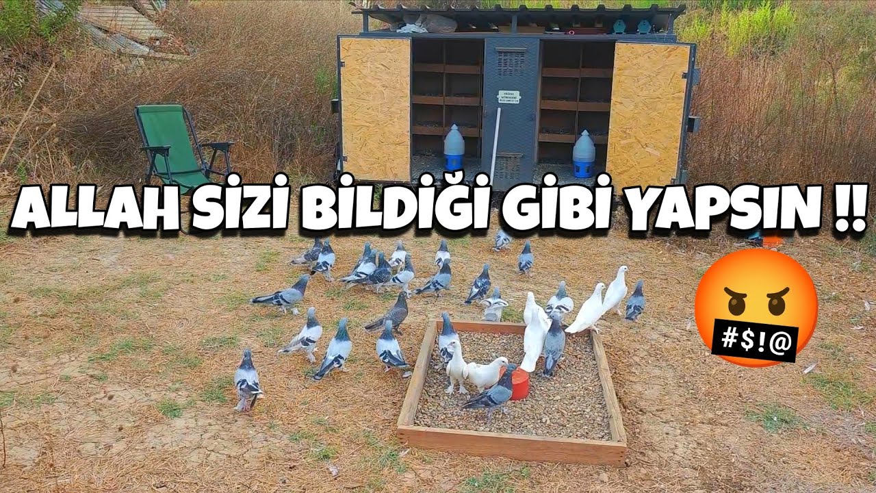 YETER ARTIK BU NEDİR YA‼️İLLALLAH ETTİM‼️ #oyunkuşu #güvercin #taklacıgüvercin #pigeon #keşfet