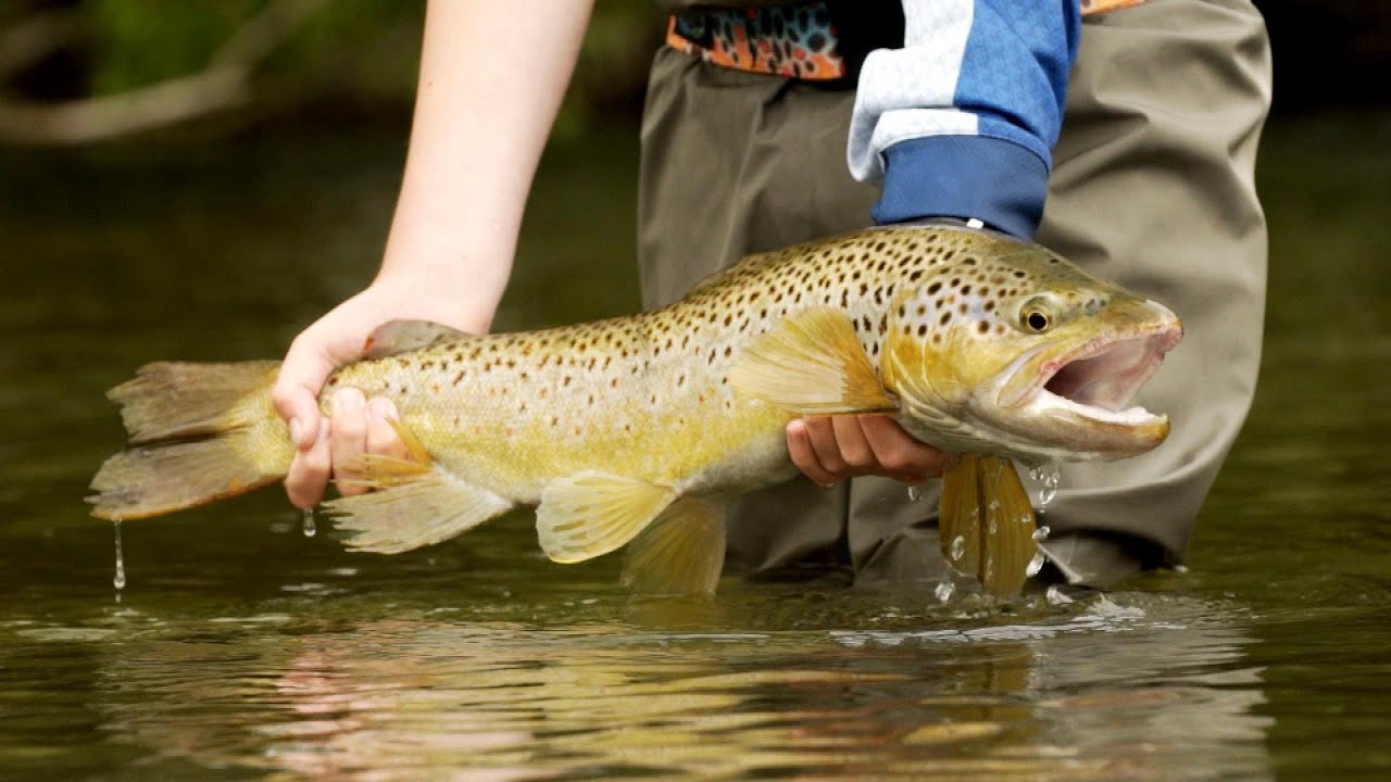 IFISH NEW ZEALAND BROWN TROUT