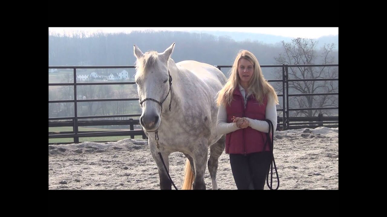 How to Tell if Your Horse is Getting Ready to Spook, Buck, etc!