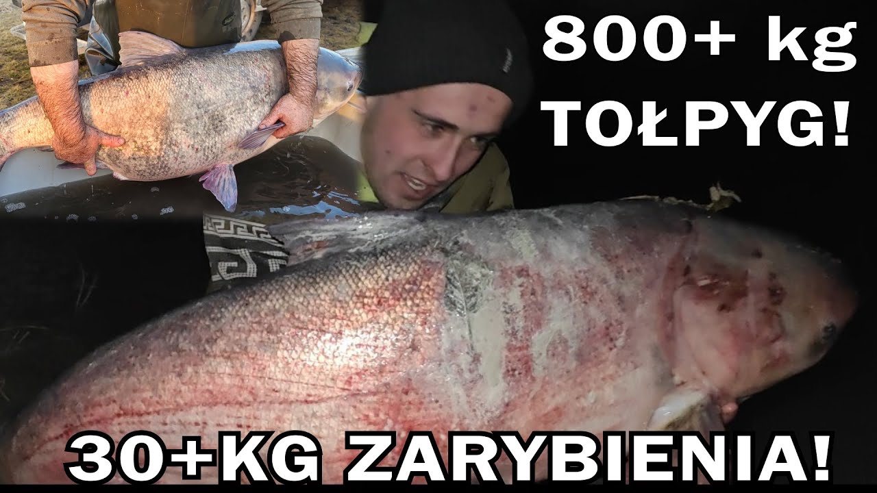 ZARYBIENIA 30+ kg! 800 KG BYDLAK&Oacute;W WPUSZCZAM! PIERWSZE W Polsce łowisko Tołpygowe!