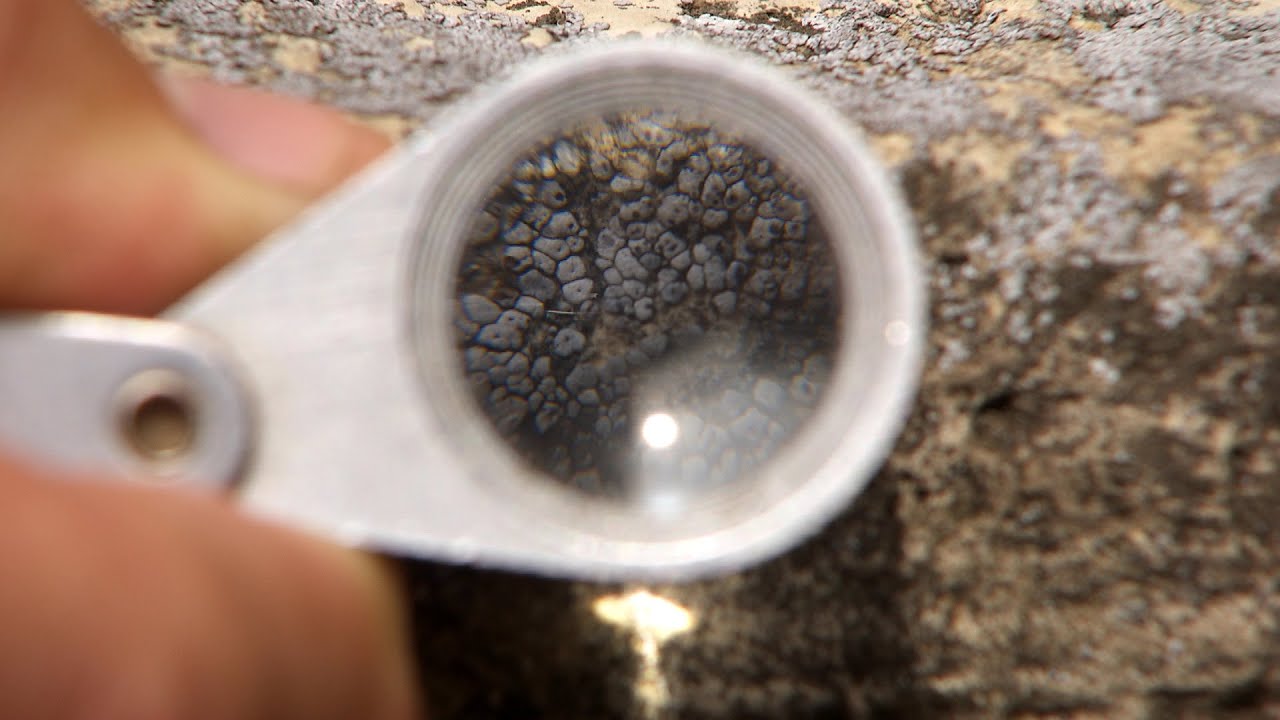 Lichen Reproduction | Iowa Science Phenomena