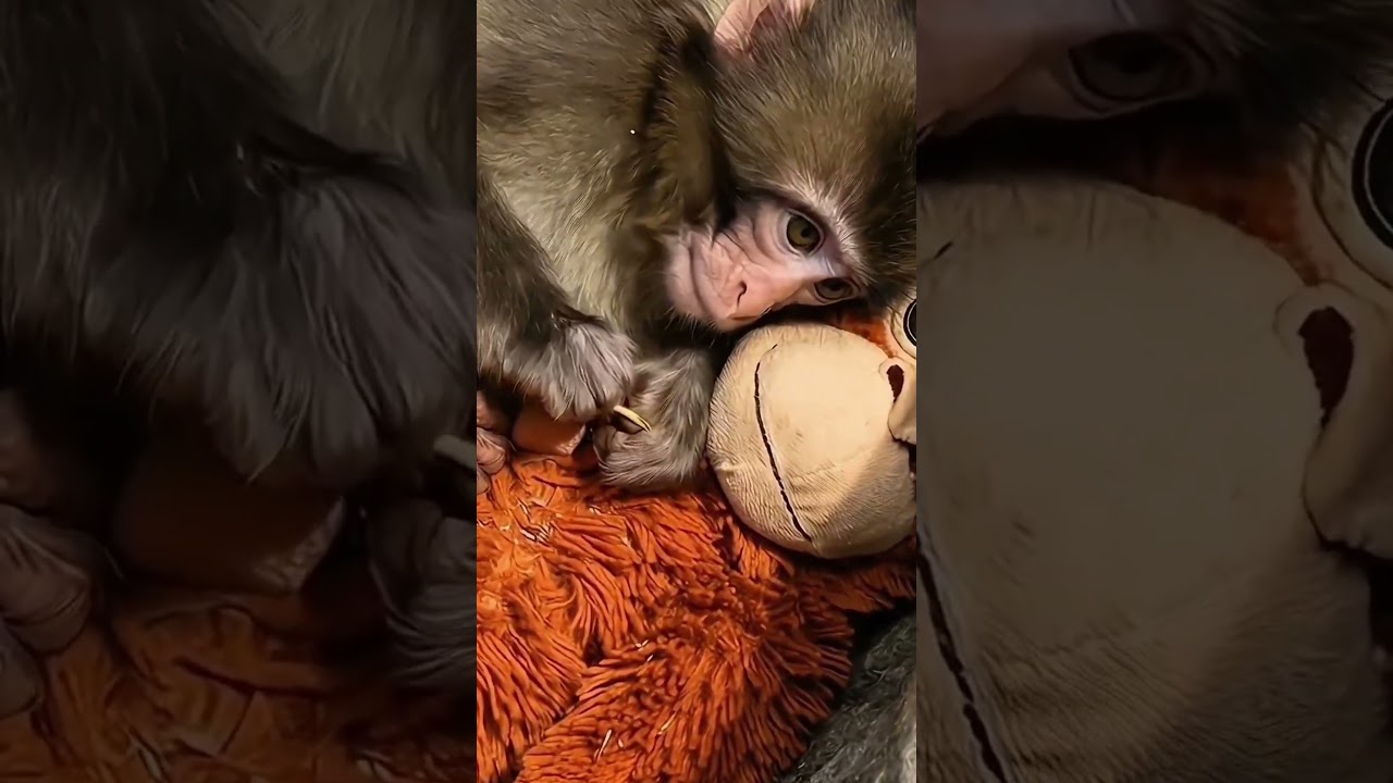 A tiny baby monkey in a Japanese zoo was rejected by the one place he was supposed to feel safest&hellip;
