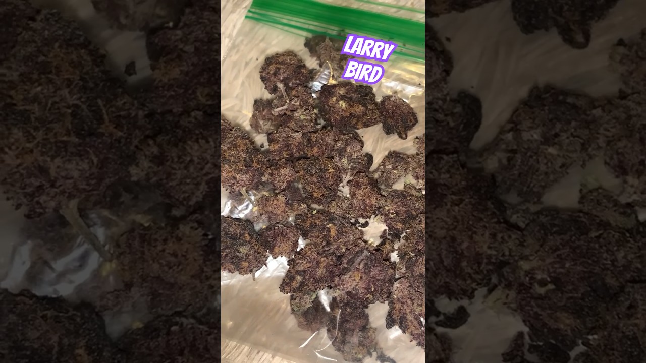 Larry Bird Strain Review