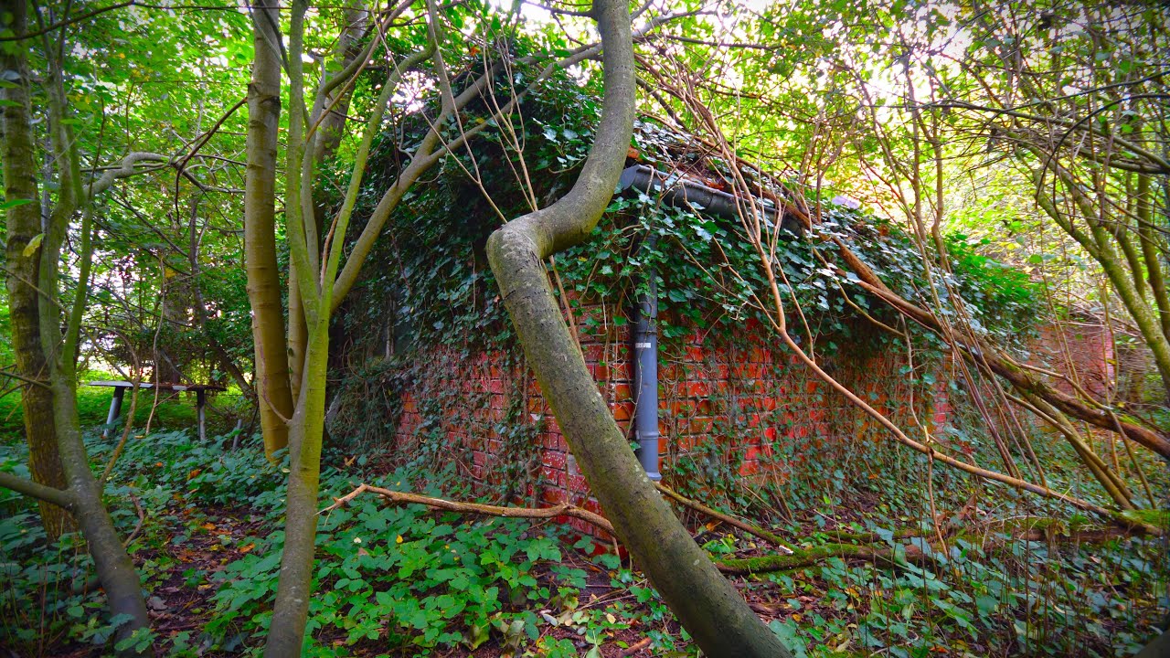 Lost Place Kleines altes mit Efeu überwuchertes Haus
