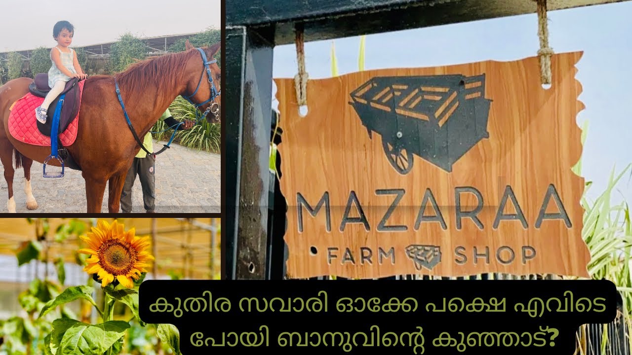 Mazaraa Farms Abu Dhabi |Farm Tour |Mazaraa Organic Shop |Feeding and Harvesting |Organic Farm |Farm