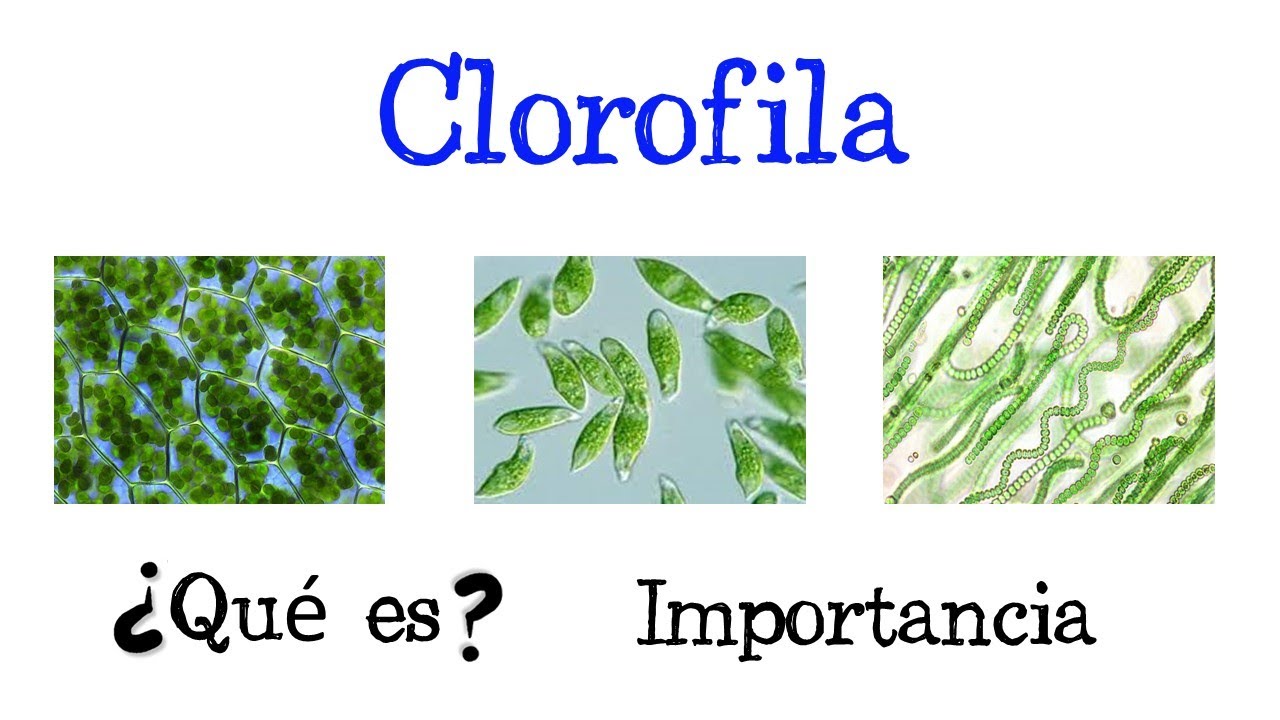 🌿 &iquest;Qu&eacute; es la Clorofila? 🌿 Importancia 🌞 [F&aacute;cil y R&aacute;pido] | BIOLOG&Iacute;A |