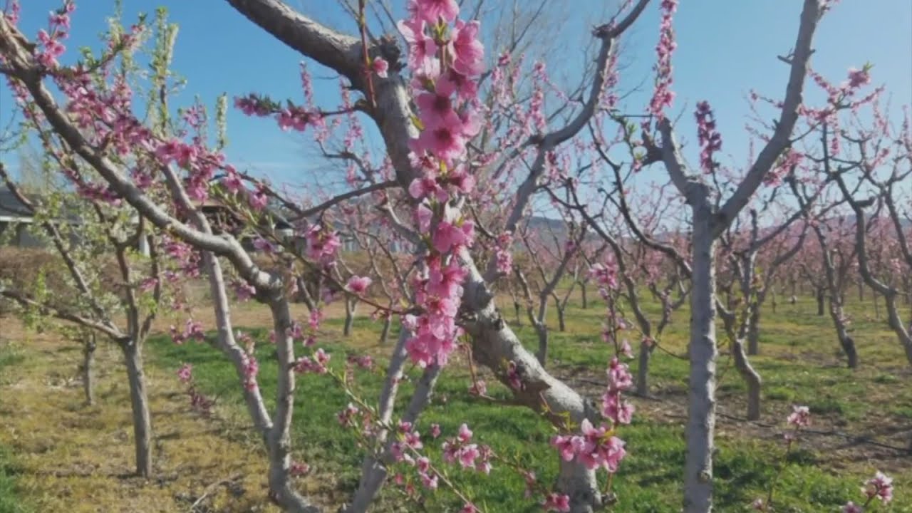 Frost Alarms Set To Watch Over Peach Crop During Arctic Blast