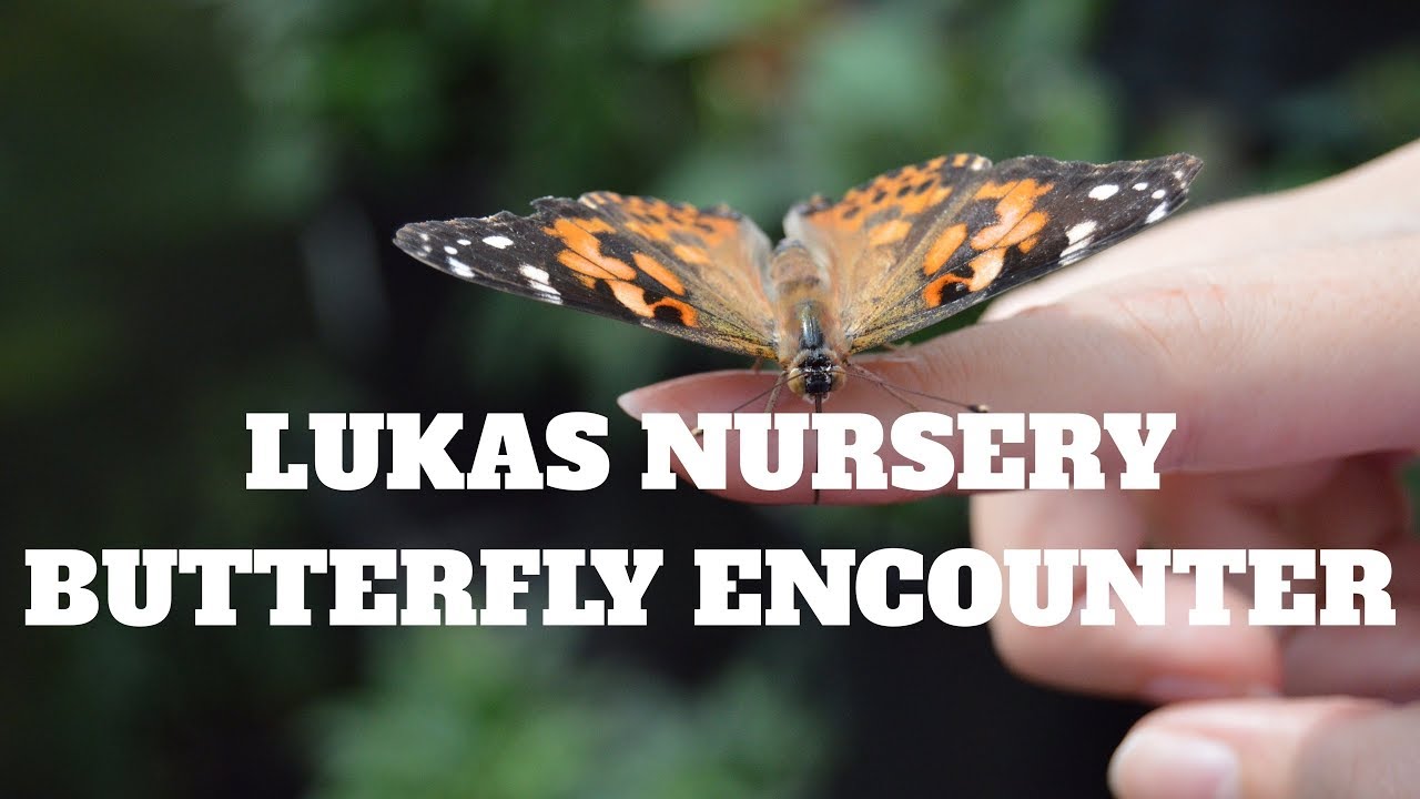 Lukas Nursery Butterfly Encounter