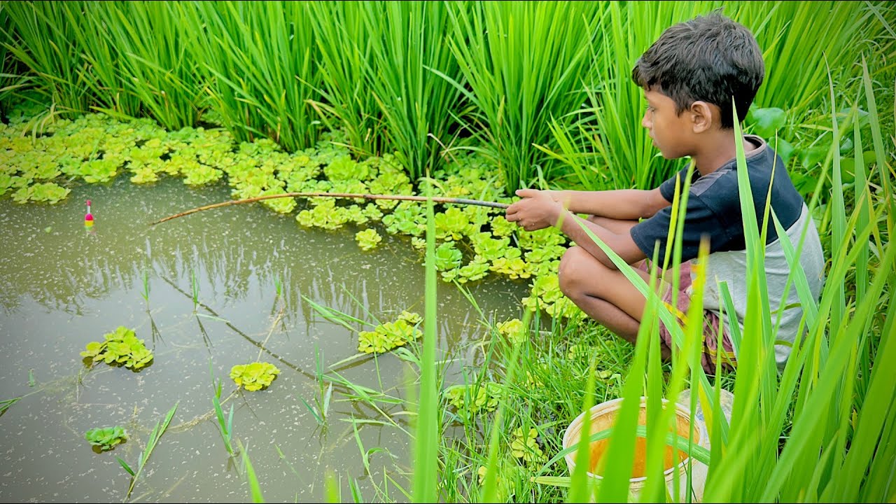 Best Amazing Fishing Video 🎣🐟 Fishing With Hook Catching Koi Fish Hunting in the Rice Field Canal