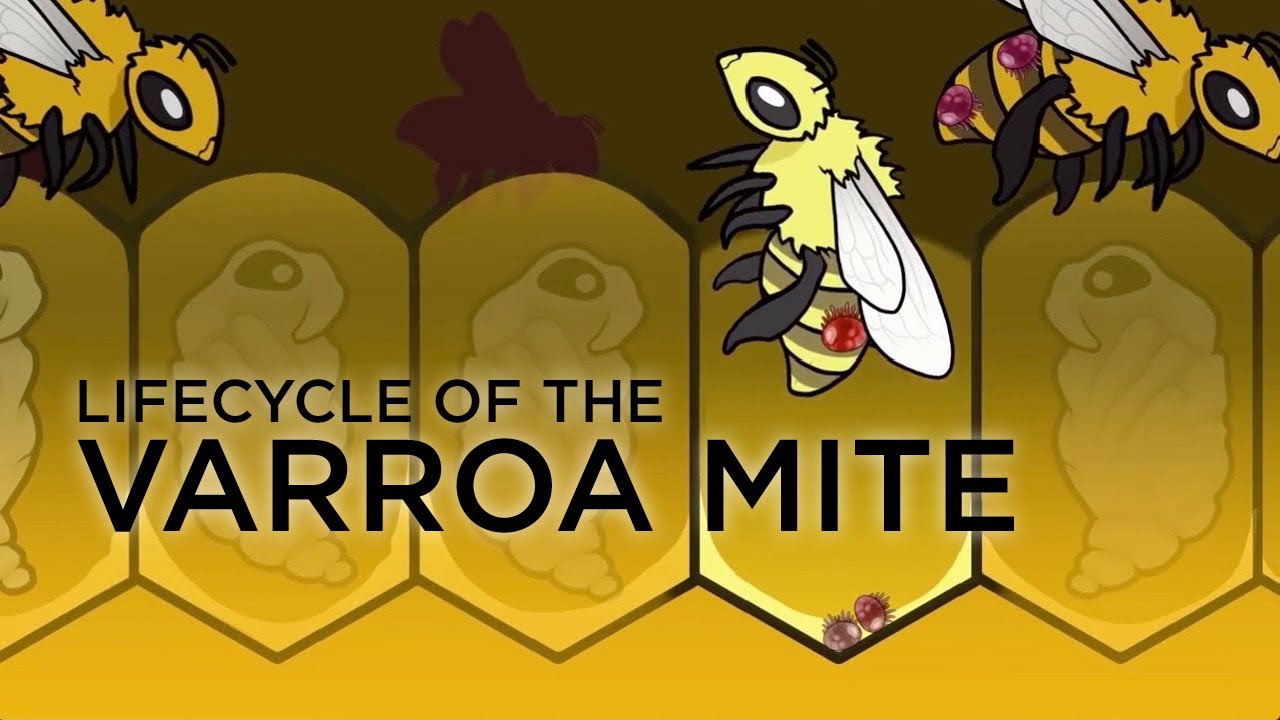 Life cycle of varroa mites and their effect on honey bee colonies