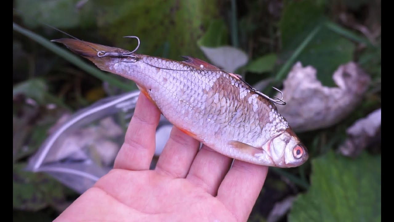 Dead Baiting River Pike!