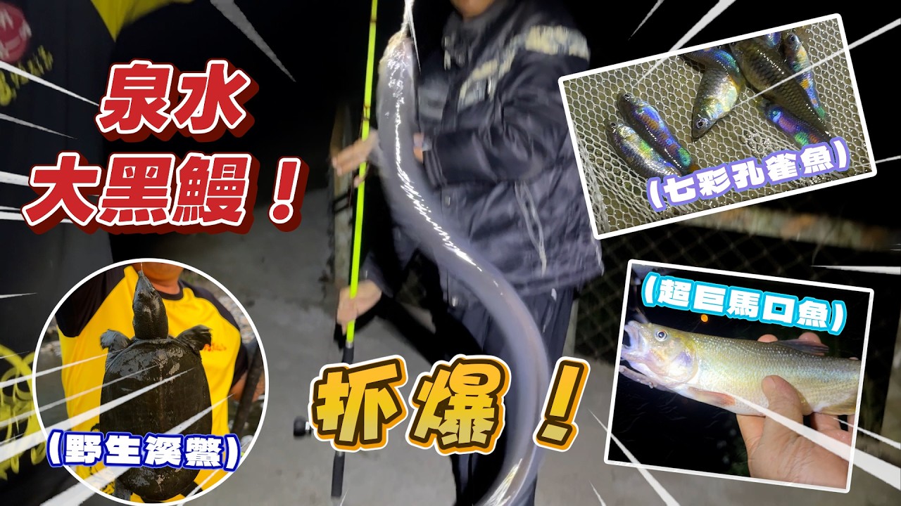 釣魚系列｜實測多個釣點，通通都有獎！黑鰻、溪鱉、馬口魚、土虱、野孔雀、捲仔，一次看！
