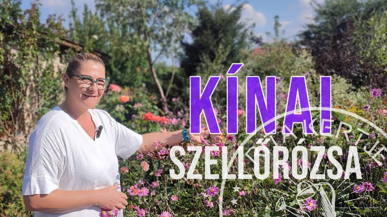 A kert ékessége: A Kínai Szellőrózsa