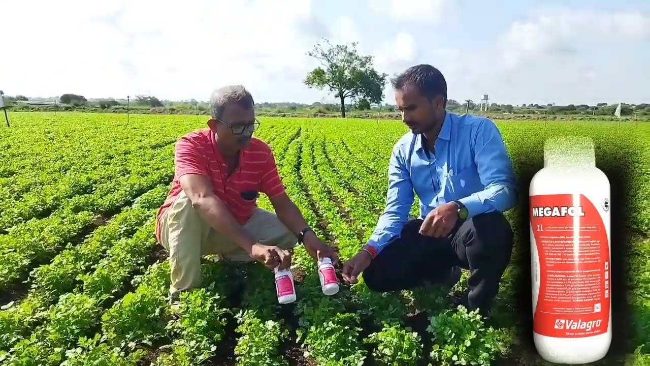 कोथिंबीर पिकाला मेगाफॉल फवारणी नंतर काय फरक अनुभवला ऐका थेट शेतकऱ्यांच्या कोथिंबीर पिकातून.