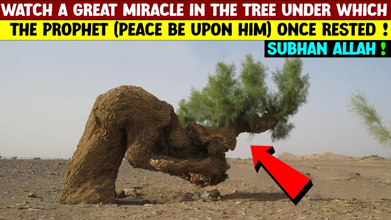 Watch a great miracle in the tree under which the Prophet ﷺ once rested !Subhan Allah !
