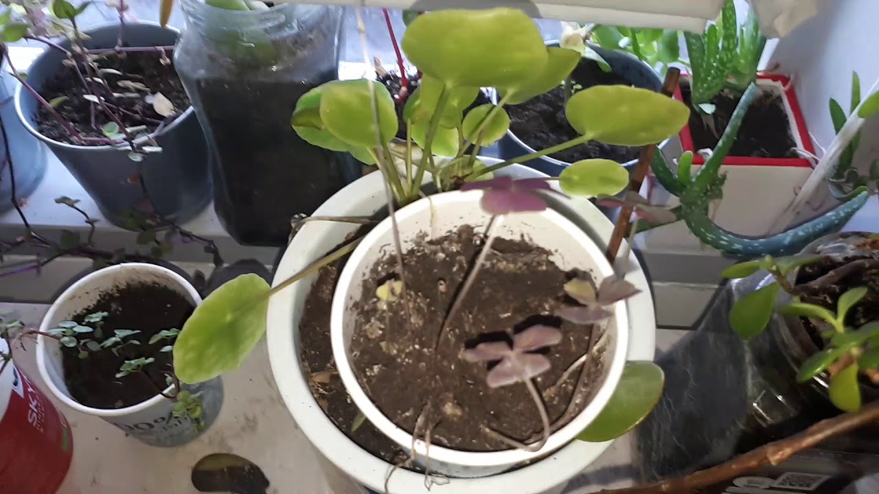 MY 100+ PLANT COLLECTION TOUR 2019! ROOM TOUR! PLANT HAUL! New Stuff (DIY) New Plants? PLANTS 2019
