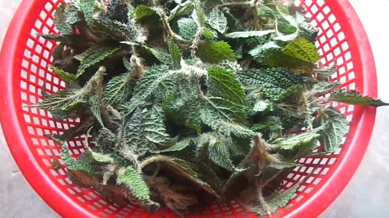 Sisno/Sisnu Kasari Pakaune Tarika | How to Cook Sisno in Nepali | How to Cook Stinging Nettles