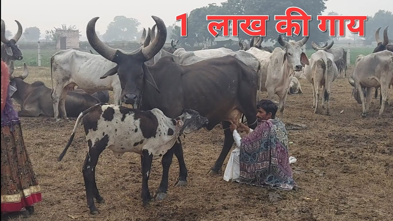 एक लाख रुपए की कांकरेज गाय #kankrejcow #desi    9928571549
