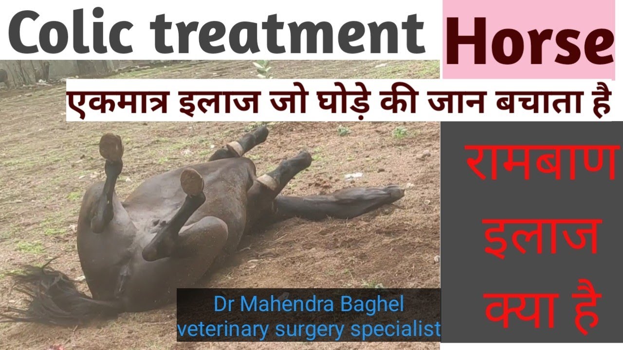 घोड़े में पेट दर्द का रामबाण इलाज क्या हैं treatment of colic in horse तुरंत स्वस्थ हो जाता है