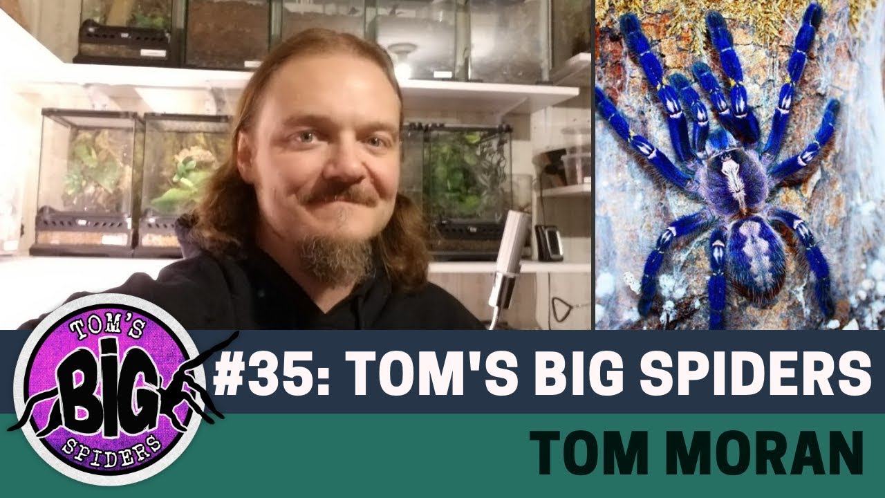 Tom's Big Spiders | Tom Moran - The Animals at Home Podcast
